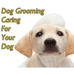 Dog Grooming - Caring For Your Dog