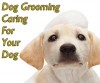 Dog Grooming - Caring For Your Dog