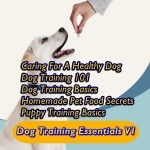 Dog Training Essentials V1
